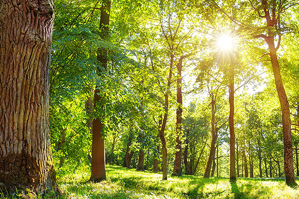 green movement