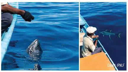 This image for Image Layouts addon