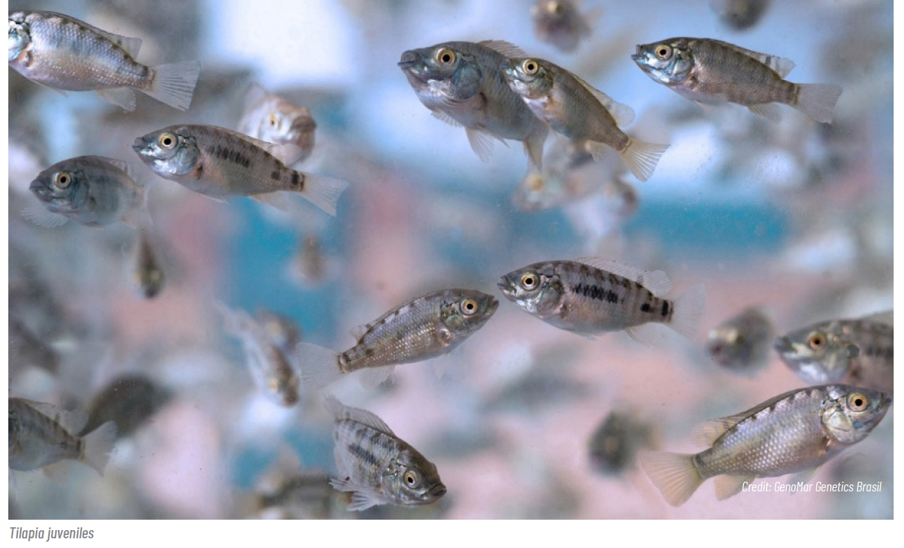 This image for Image Layouts addon