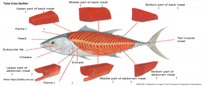 Tuna processing