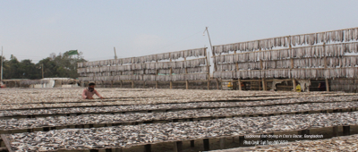 Bangladesh: Fish drying starts in full swing in its sea fish trade hub