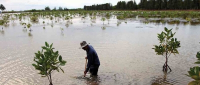 19 000 hectares of shrimp farming in Ca-Mau certified with international standards