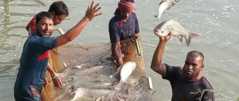 Bangladesh: Modern fish farming methods boost income, protein supply in Chuadanga