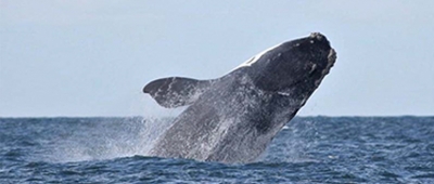 NOAA proposes vessel speed limits to protect right whales